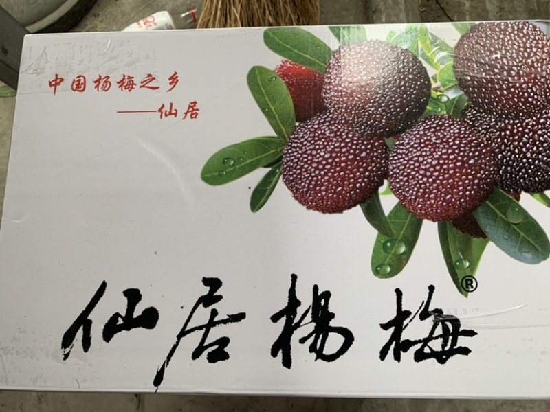 浙江仙居东魁杨梅新鲜大杨梅产地直发批发代发礼盒
