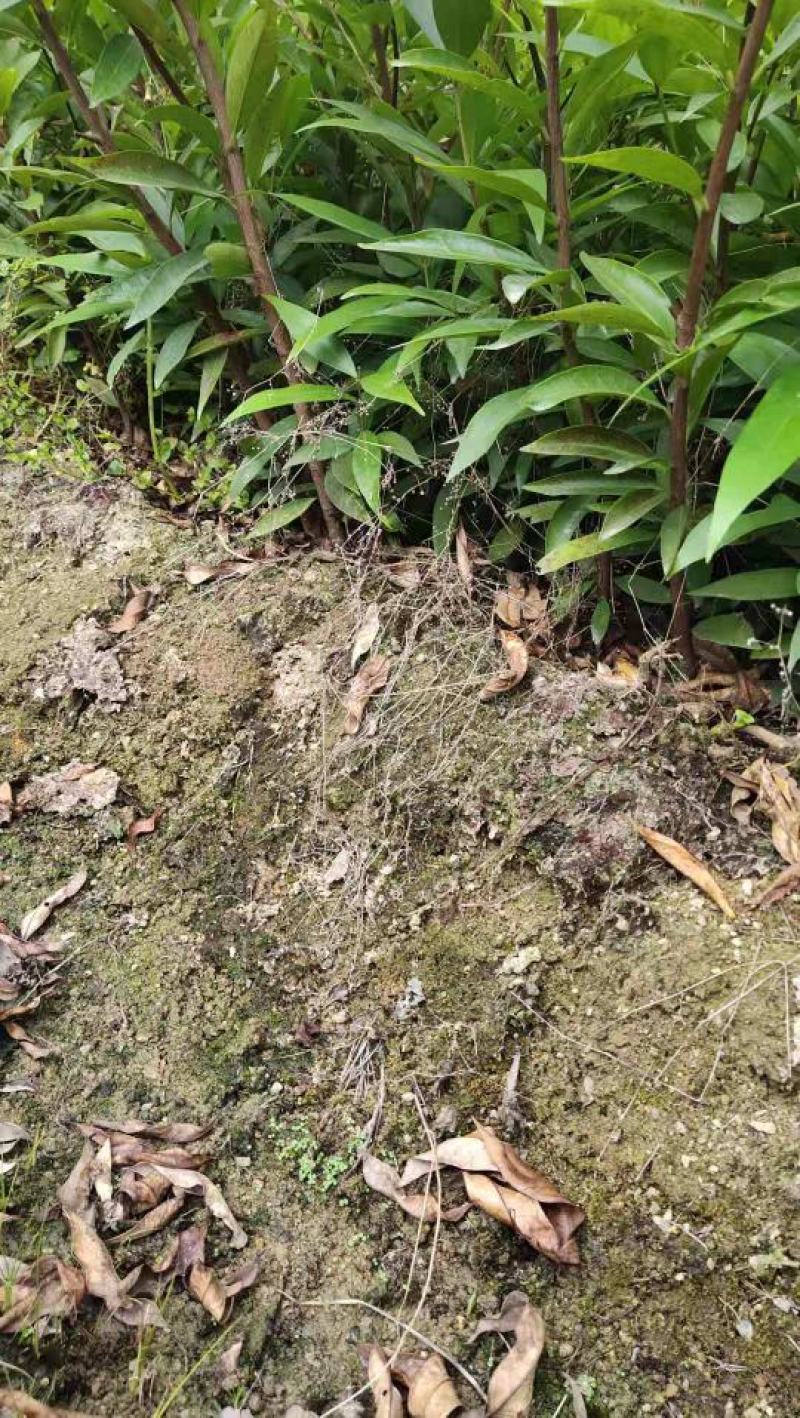 水蒲桃苗实生苗自家嫁接袋苗杯苗多品种莲雾果苗