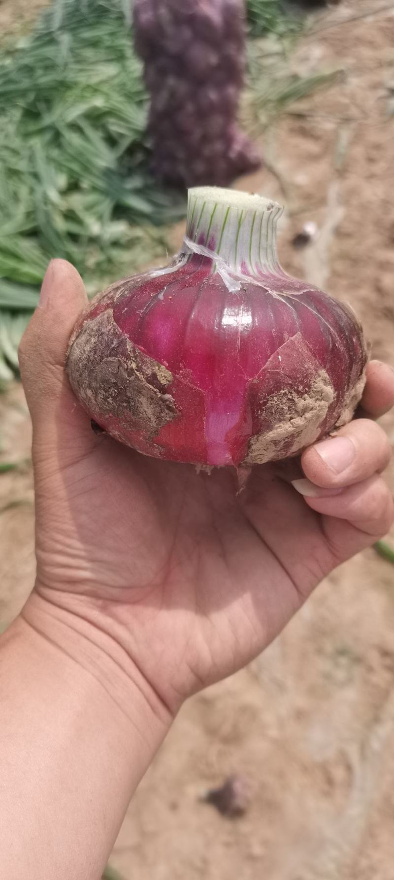 【精品】新鲜洋葱二红洋葱，【商超品质】保质保量，全国发货