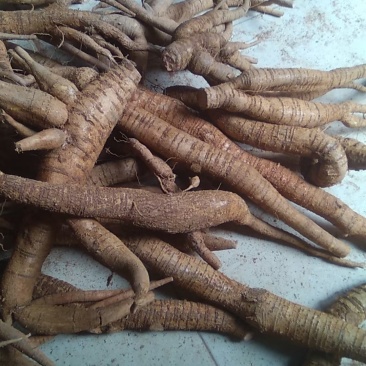 鲜牛大力，中药材牛大力鲜货