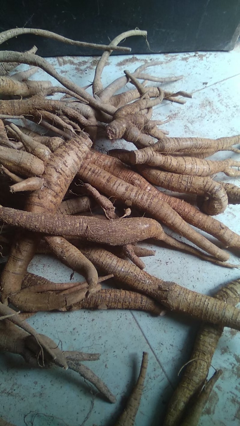 鲜牛大力，中药材牛大力鲜货