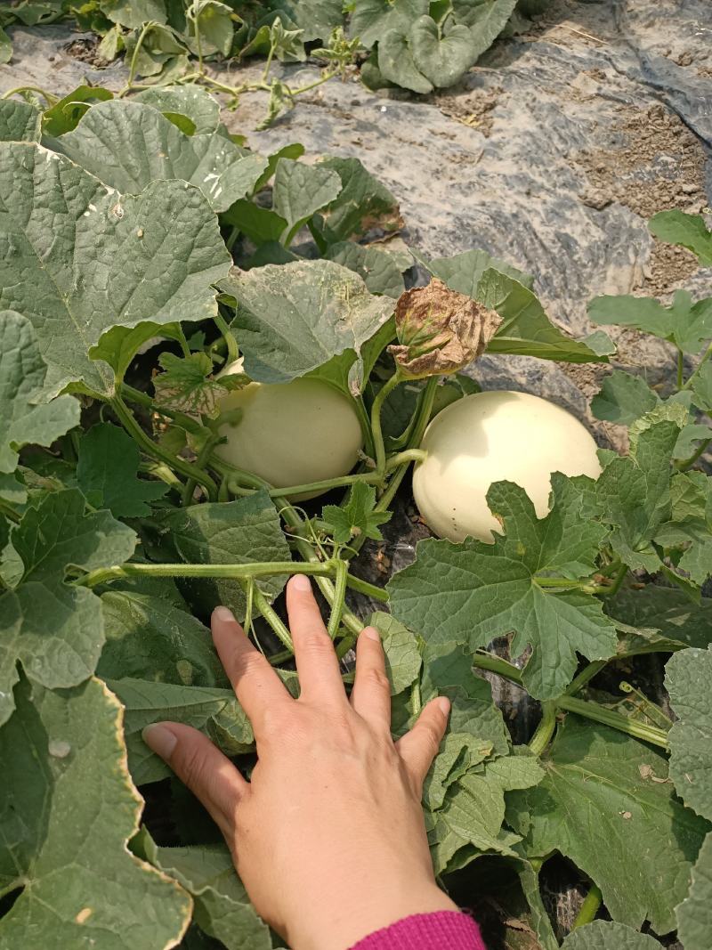 农用白地膜黑地膜防草膜拱棚水果蔬菜育秧专用薄膜