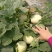 农用白地膜黑地膜防草膜拱棚水果蔬菜育秧专用薄膜