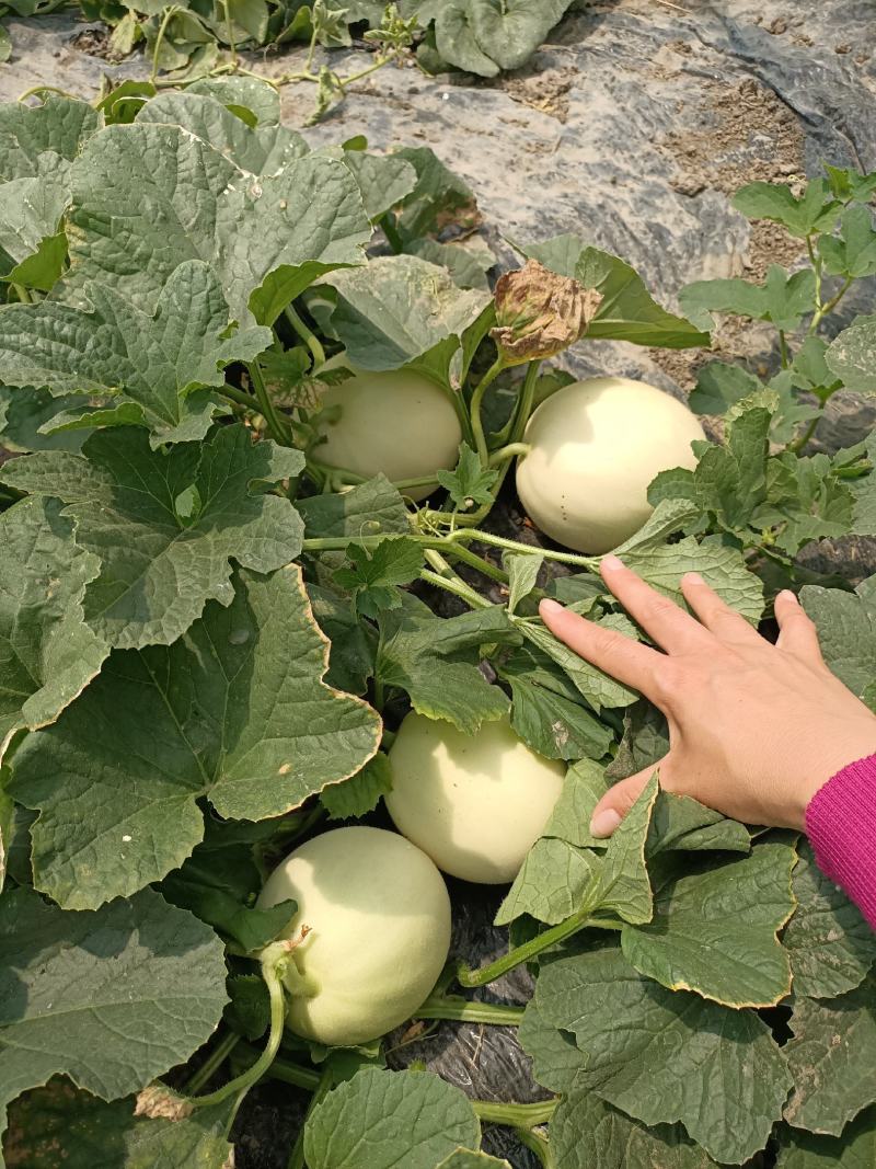 农用白地膜黑地膜防草膜拱棚水果蔬菜育秧专用薄膜