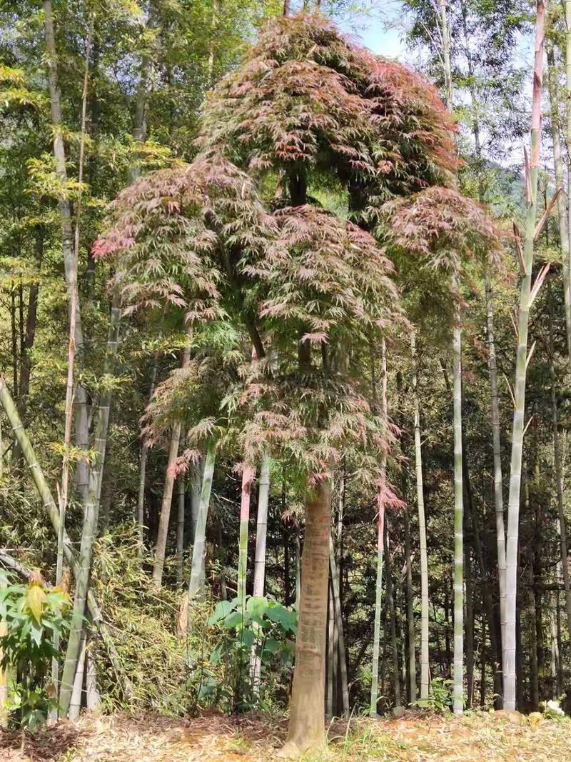 羽毛枫，地径8至30公分，高2至6米，冠1.5至3米