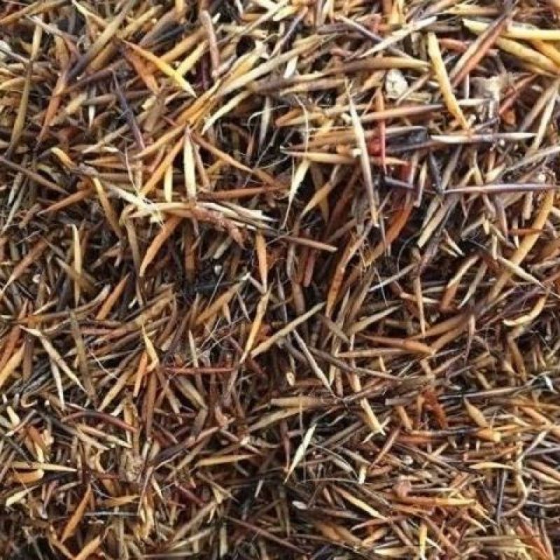 炒刺猬皮中药材刺猬皮块炙刺猬皮刺猬皮猥皮仙人衣