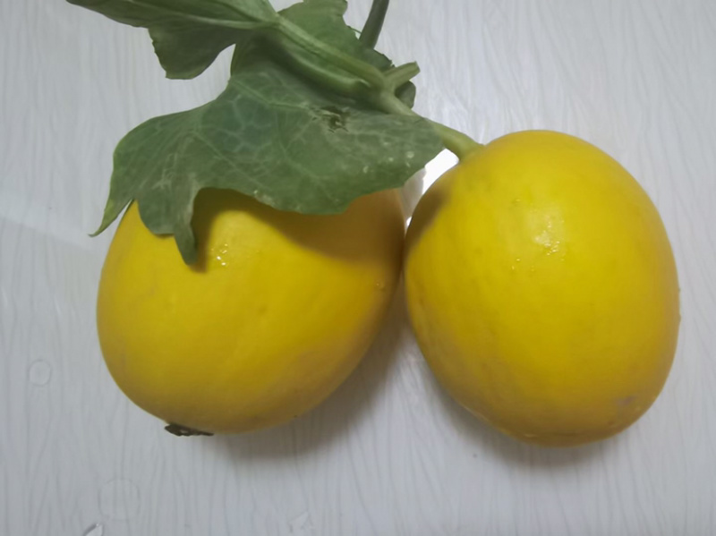 现货陕西阎良甜瓜金红脆整箱现摘现发2/3/5/9斤