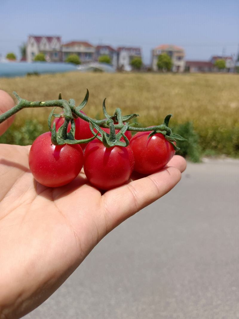 千禧樱桃小番茄品种都有货各品种齐全