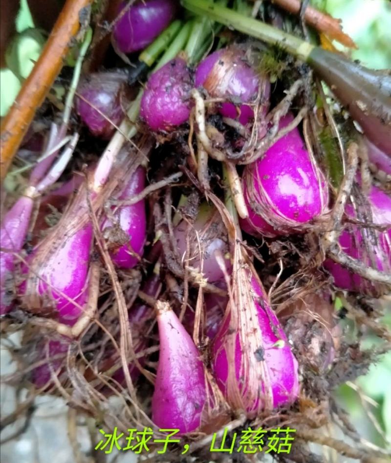 山慈菇，毛慈菇，冰球子种苗