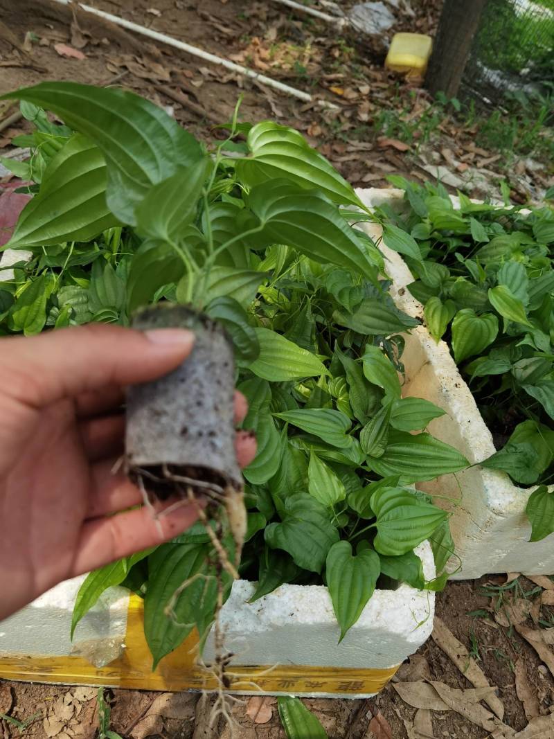 红花百部杯苗