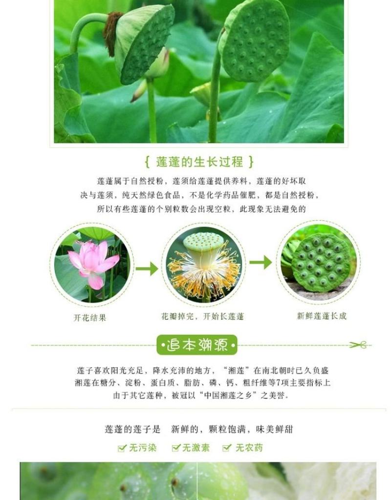 江西莲子新鲜莲蓬生吃现摘现发野生当季时令水果甜嫩