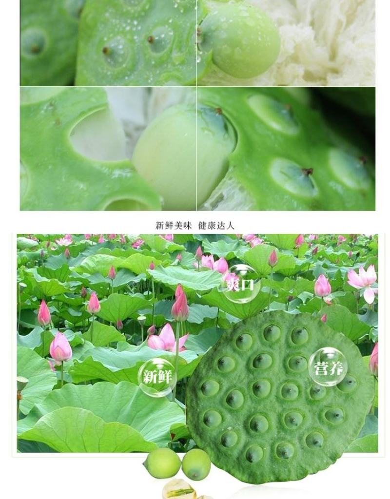 江西莲子新鲜莲蓬生吃现摘现发野生当季时令水果甜嫩