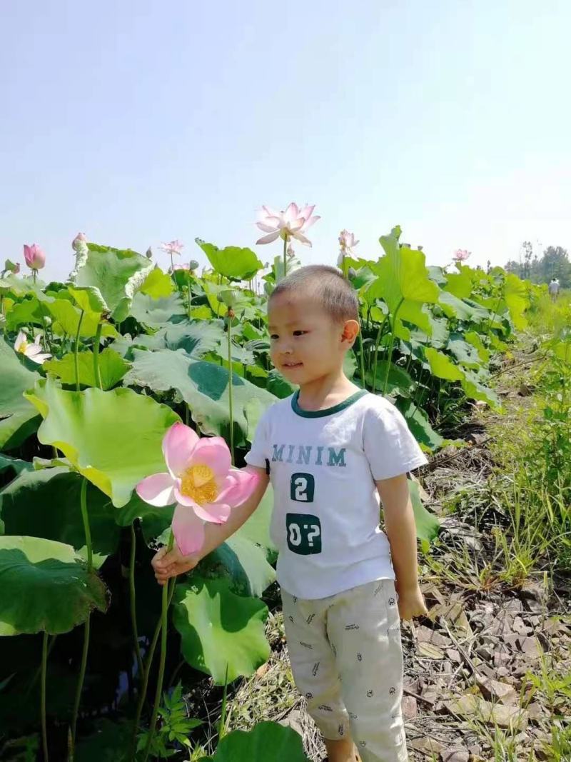 江西莲子新鲜莲蓬生吃现摘现发野生当季时令水果甜嫩