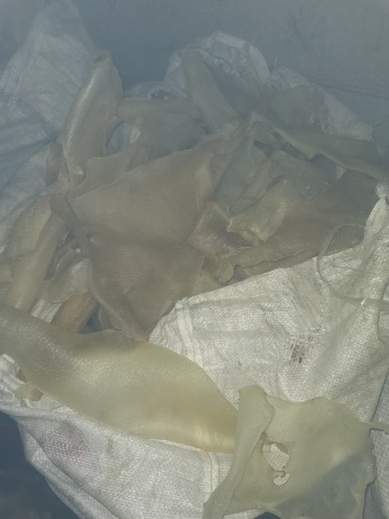 干猪皮，母猪大皮，条皮全烘干猪皮