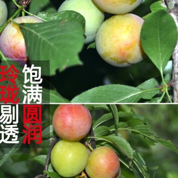 三月脆李新鲜现摘农家当季酸脆青李子三华李孕妇水果批发
