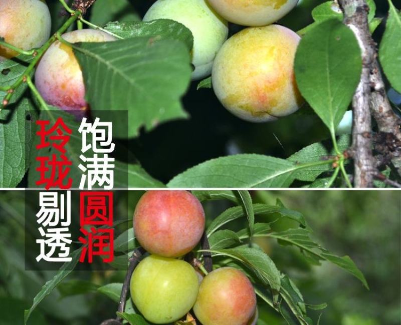 三月脆李新鲜现摘农家当季酸脆青李子三华李孕妇水果批发