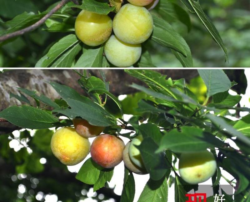 三月脆李新鲜现摘农家当季酸脆青李子三华李孕妇水果批发