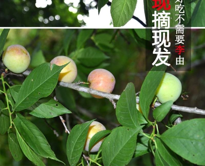 三月脆李新鲜现摘农家当季酸脆青李子三华李孕妇水果批发