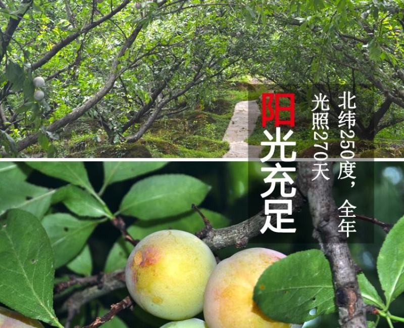 三月脆李新鲜现摘农家当季酸脆青李子三华李孕妇水果批发