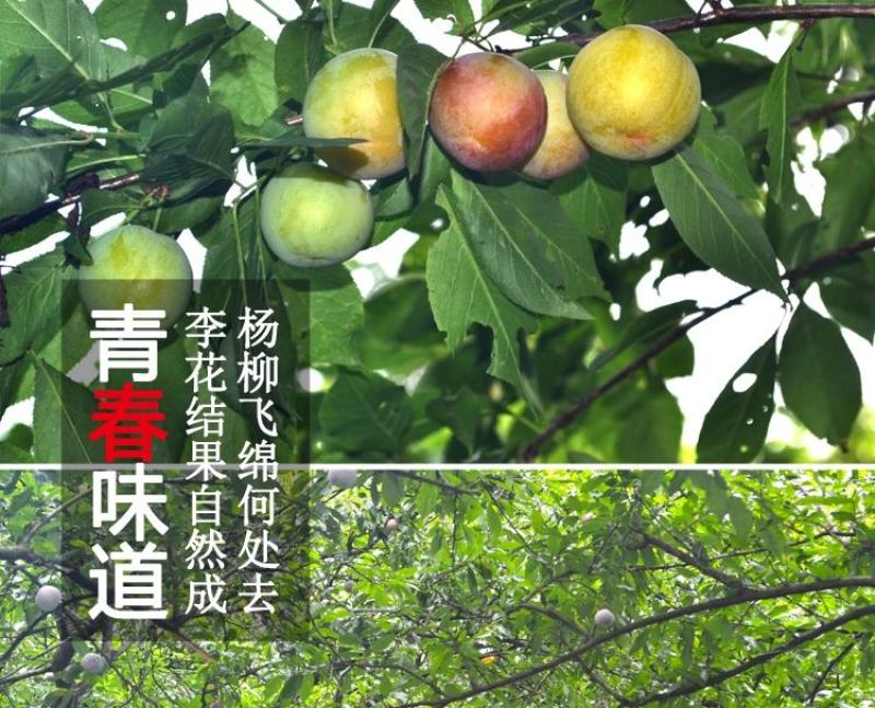 三月脆李新鲜现摘农家当季酸脆青李子三华李孕妇水果批发