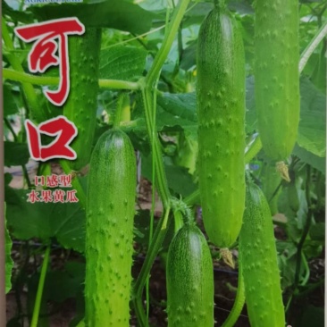 口感型水果黄瓜种子口口脆黄瓜种子嫩绿色节节有瓜无苦味