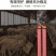 艾草畜牧棒蚊香赶集跑量养殖基地一件400支一支1.2米长