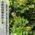 米兰盆栽大浓香型独杆带花苞室内花驱蚊植物阳台花卉四季开花