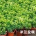 米兰盆栽大浓香型独杆带花苞室内花驱蚊植物阳台花卉四季开花