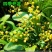米兰盆栽大浓香型独杆带花苞室内花驱蚊植物阳台花卉四季开花