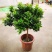 米兰盆栽大浓香型独杆带花苞室内花驱蚊植物阳台花卉四季开花