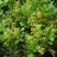 米兰盆栽大浓香型独杆带花苞室内花驱蚊植物阳台花卉四季开花