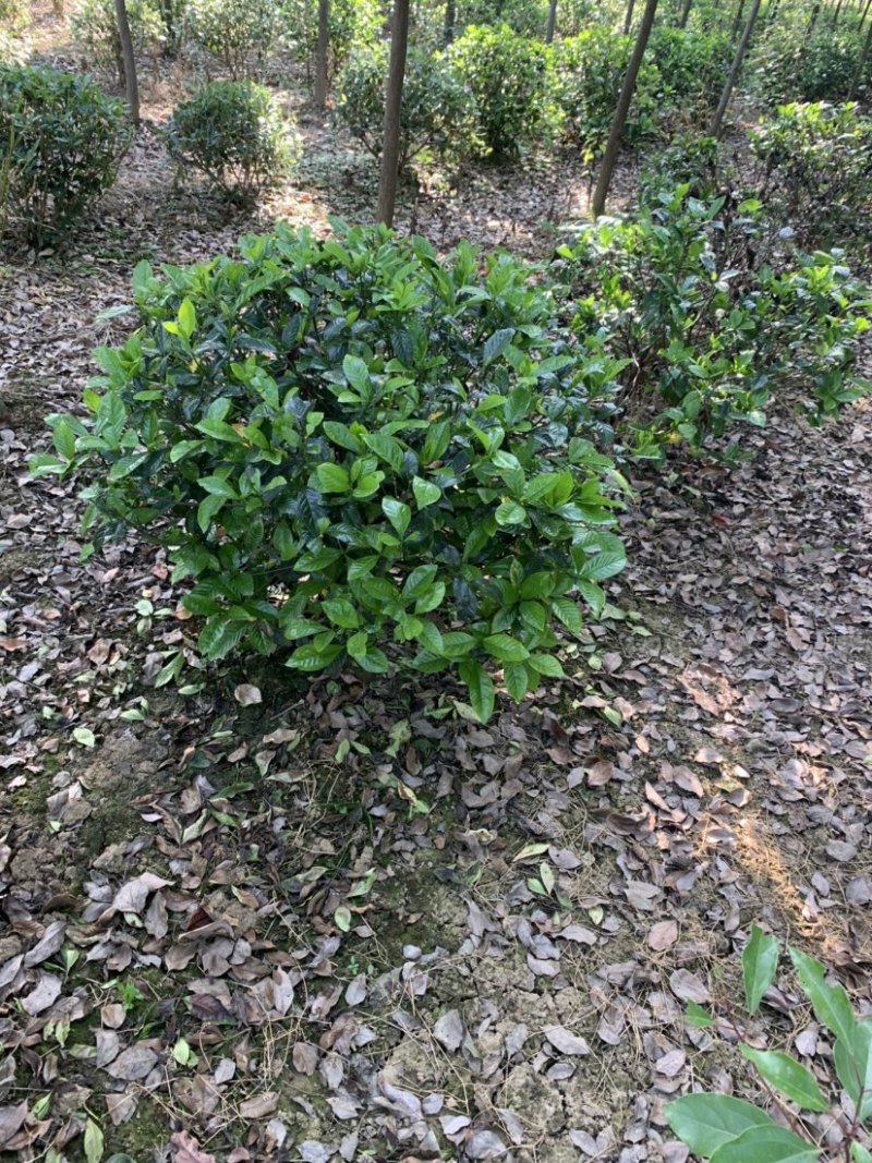 这里有一片灿烂白，只是在等待中，栀子花，精品待开放