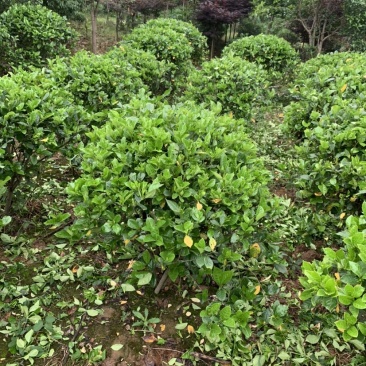 这里有一片灿烂白，只是在等待中，栀子花，精品待开放
