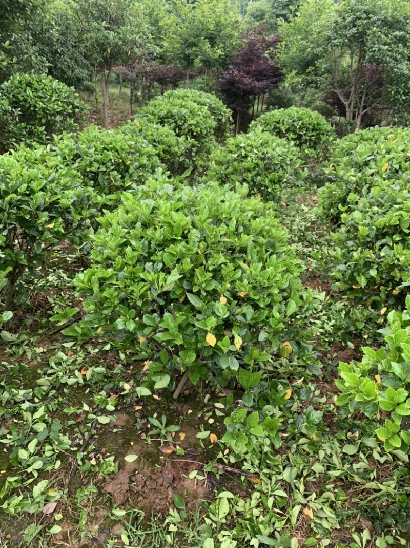 这里有一片灿烂白，只是在等待中，栀子花，精品待开放