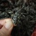 中药材天牛野生无硫天牛虫牛角虫桑田天牛量大从优