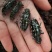 中药材天牛野生无硫天牛虫牛角虫桑田天牛量大从优
