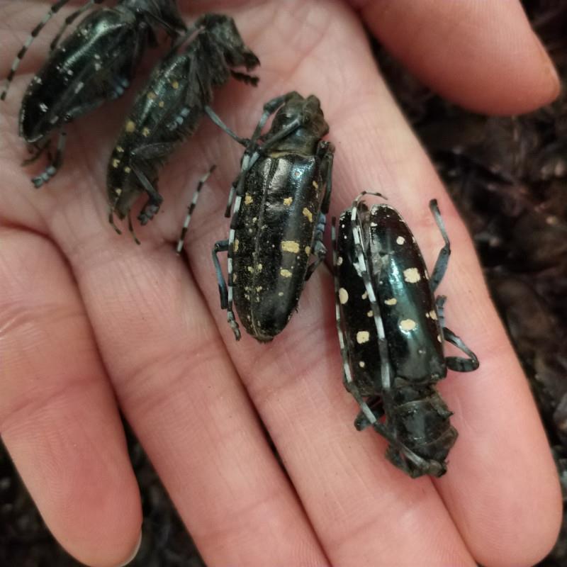 中药材天牛野生无硫天牛虫牛角虫桑田天牛量大从优