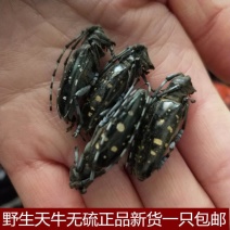 中药材天牛野生无硫天牛虫牛角虫桑田天牛量大从优