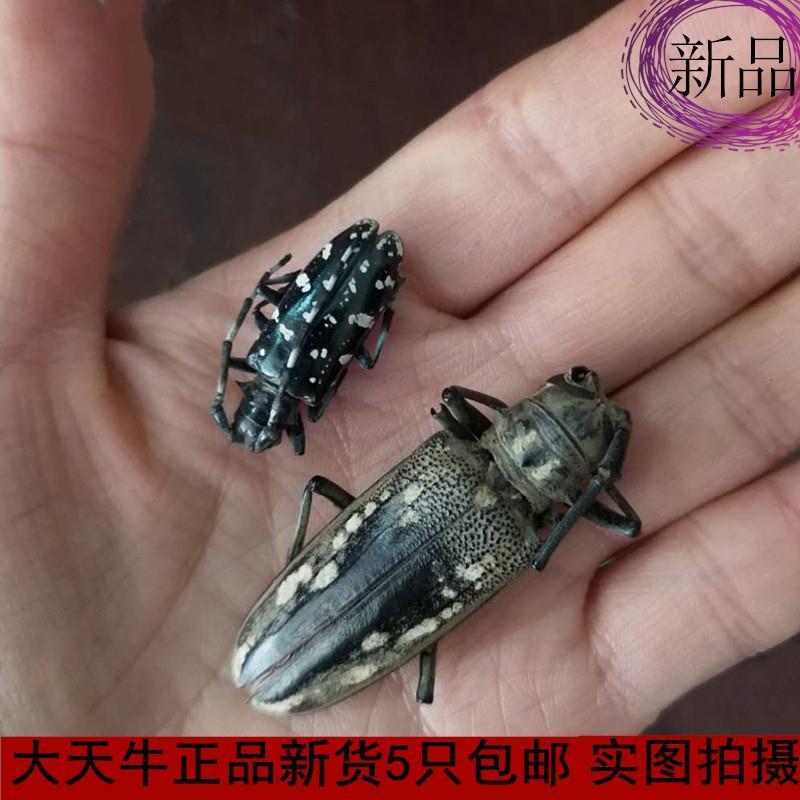 中药材天牛野生无硫天牛虫牛角虫桑田天牛量大从优