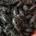 中药材天牛野生无硫天牛虫牛角虫桑田天牛量大从优