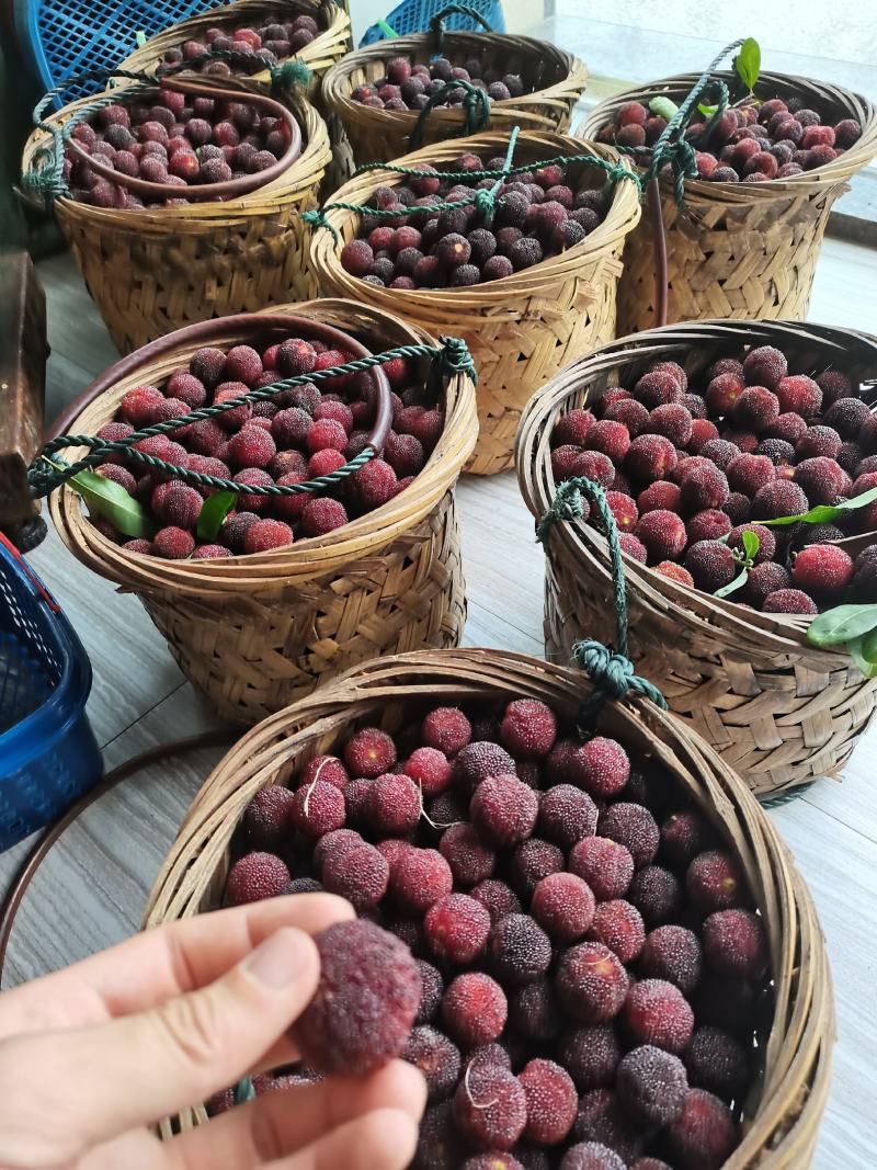 硬丝，东魁预售