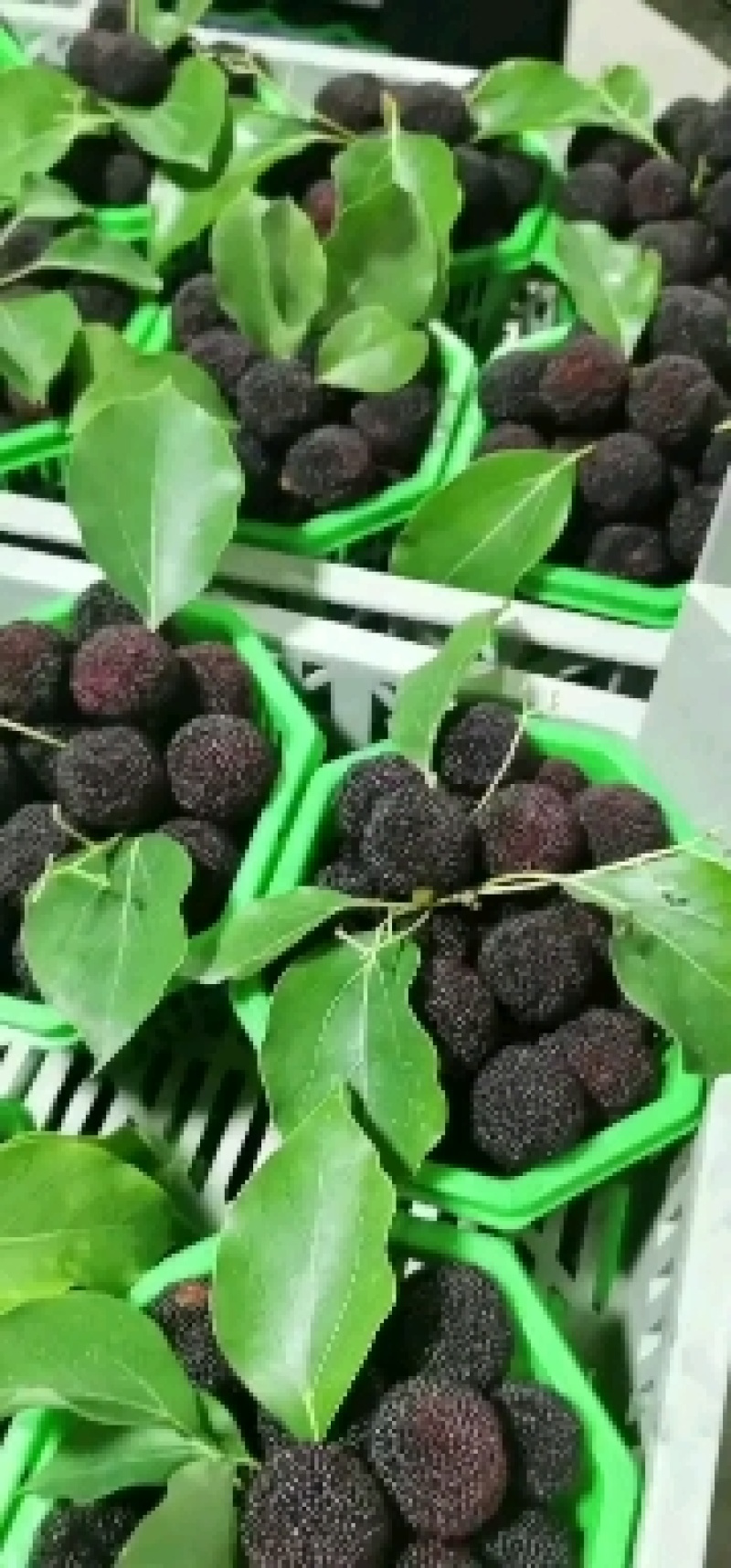 硬丝，东魁预售