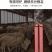 艾草畜牧棒蚊香养殖基地赶集跑量一件400支一支1.2米长