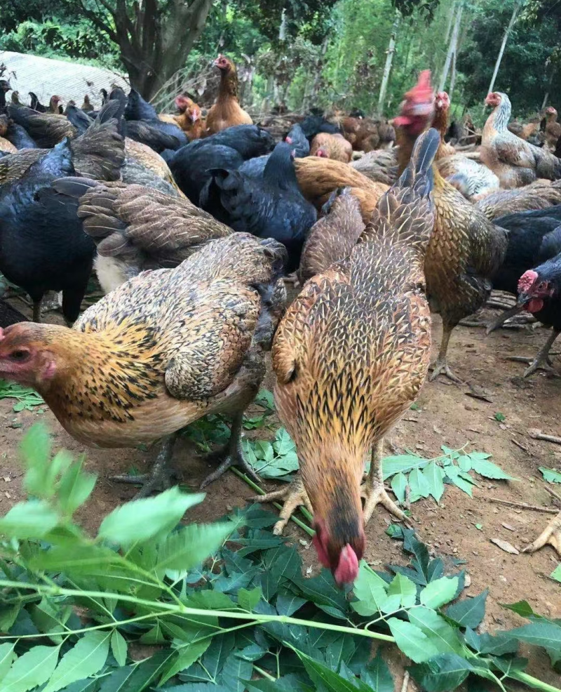 杂交斗鸡苗改良斗鸡苗孵化厂直销诚信经营质量保证