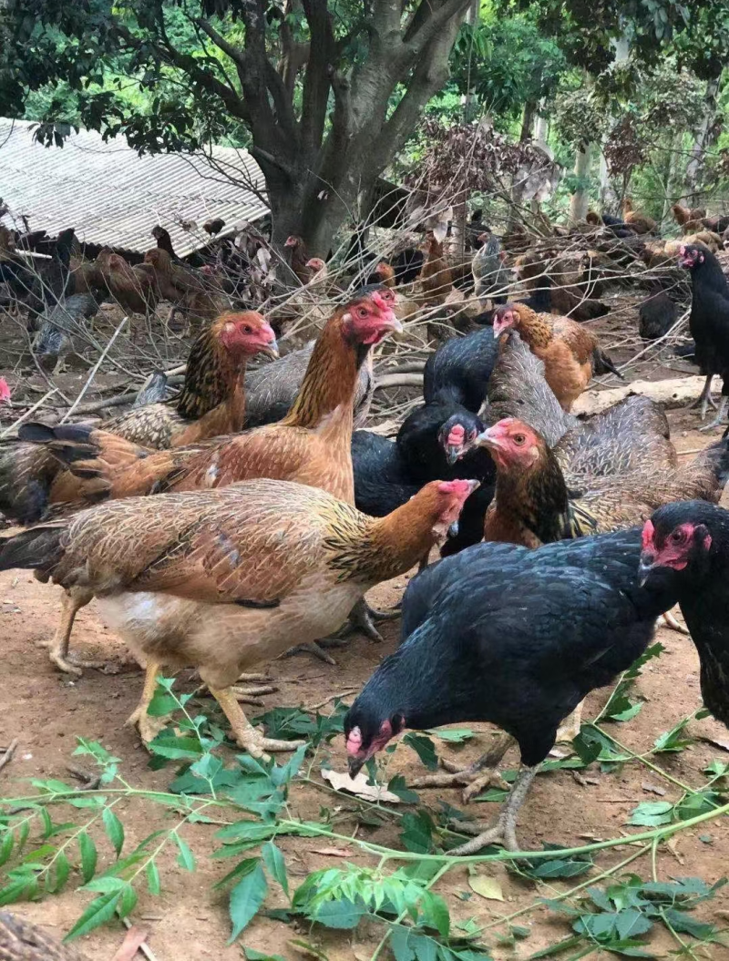 杂交斗鸡苗改良斗鸡苗孵化厂直销诚信经营质量保证