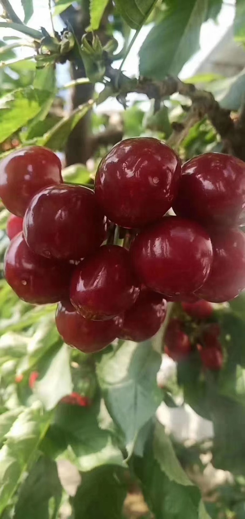 樱桃
