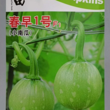 早熟小南瓜种子嫩南瓜种子一串铃南瓜种子节节有瓜