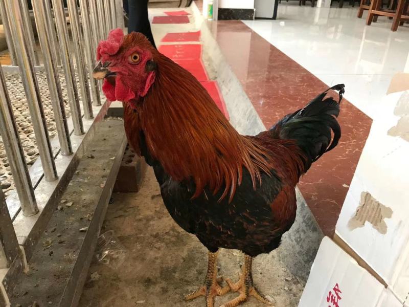 杂交斗鸡苗改良斗鸡苗孵化厂直销诚信经营质量保证