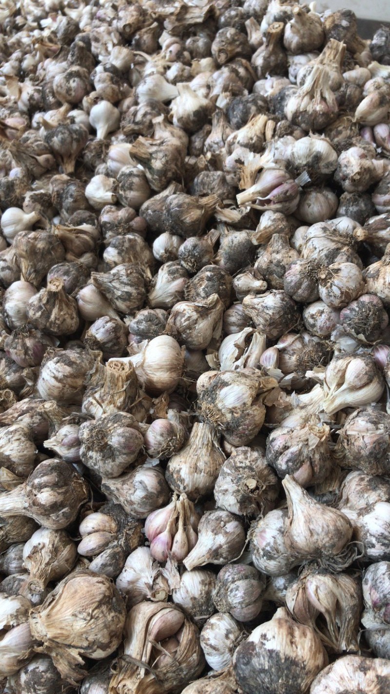 温二早大蒜种子红根蒜苗蒜蒜苔蒜产地直供货源充足