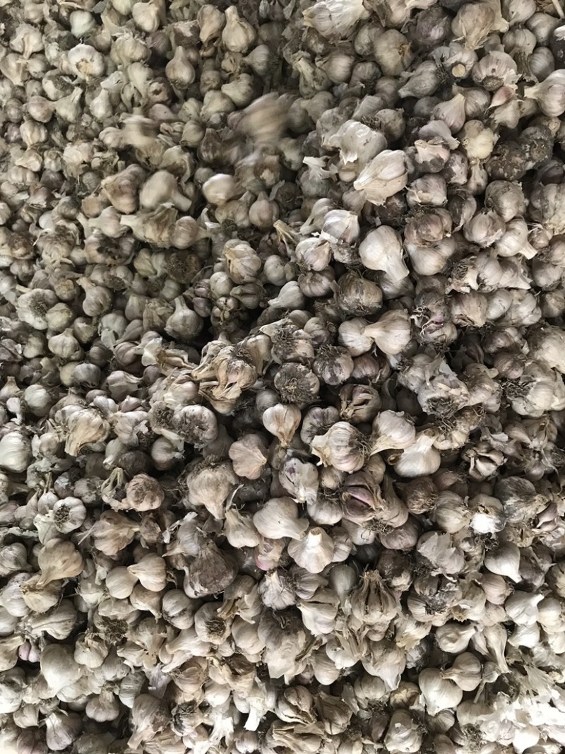 温二早大蒜种子红根蒜苗蒜蒜苔蒜产地直供货源充足